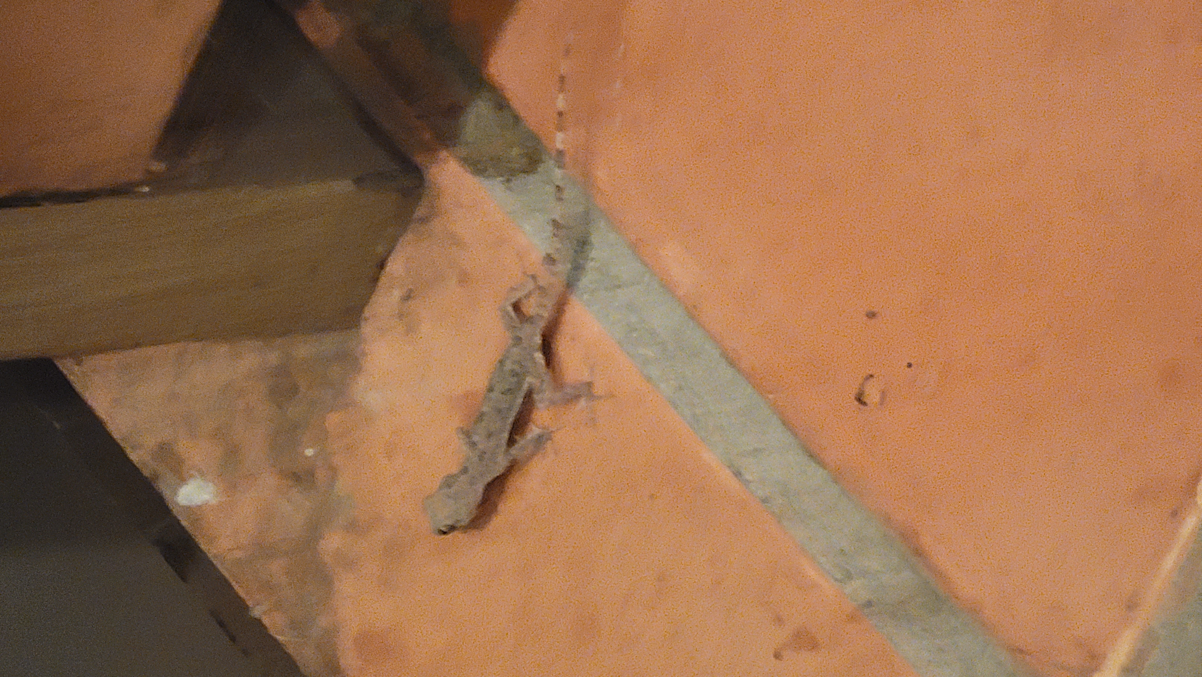 Small gecko on tile floor