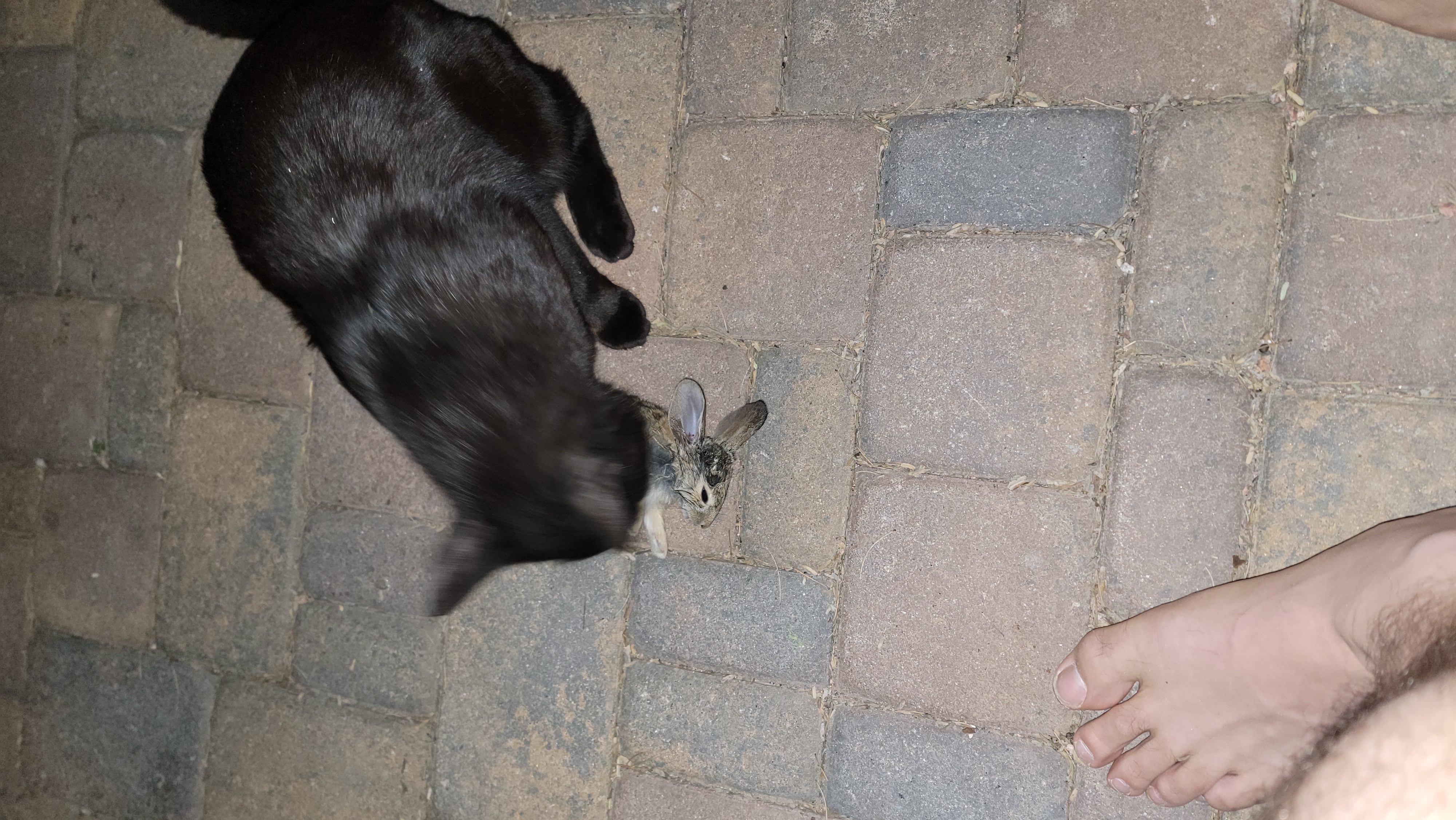 Black cat with small rabbit
