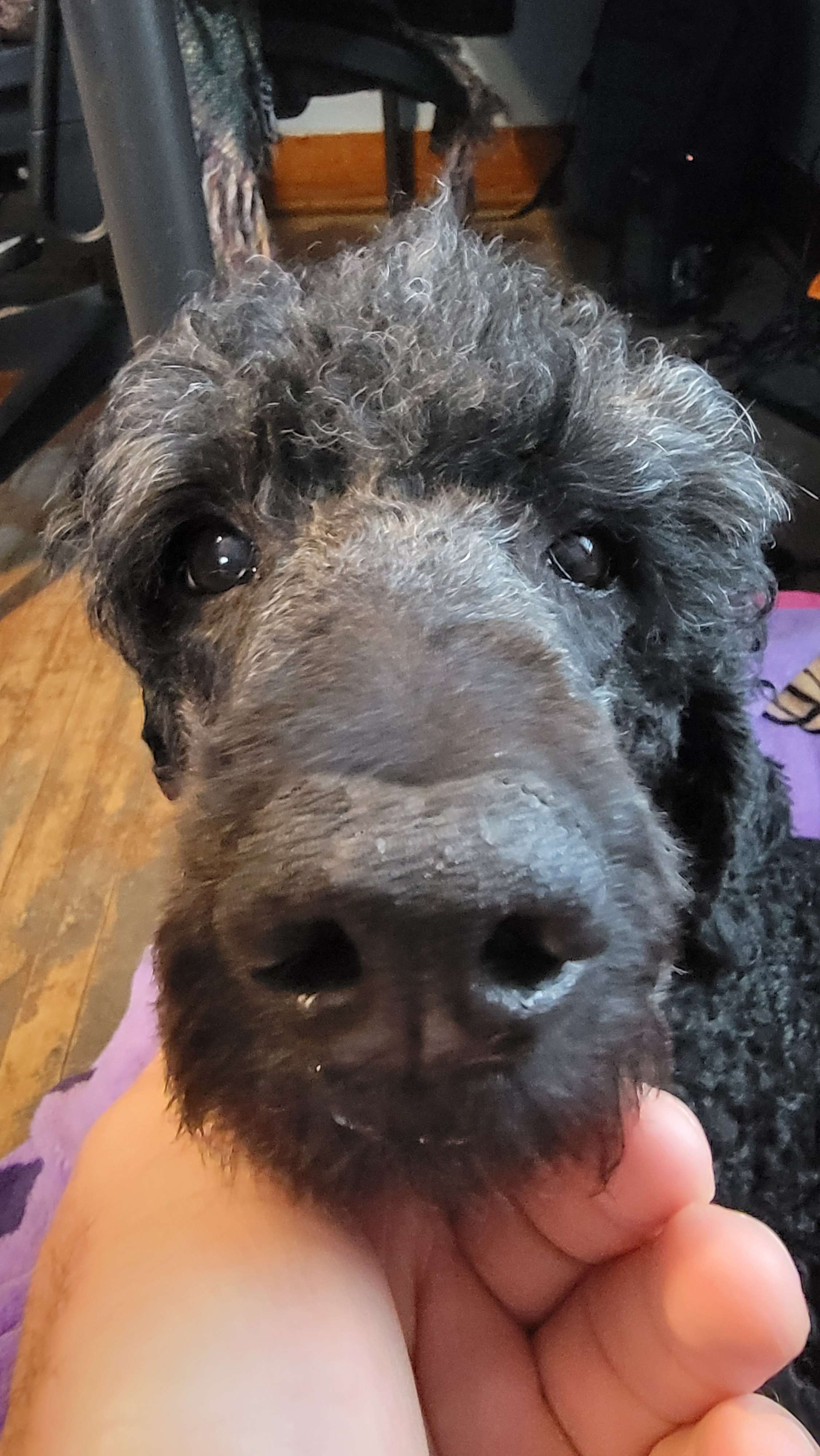 Gray poodle dog close-up