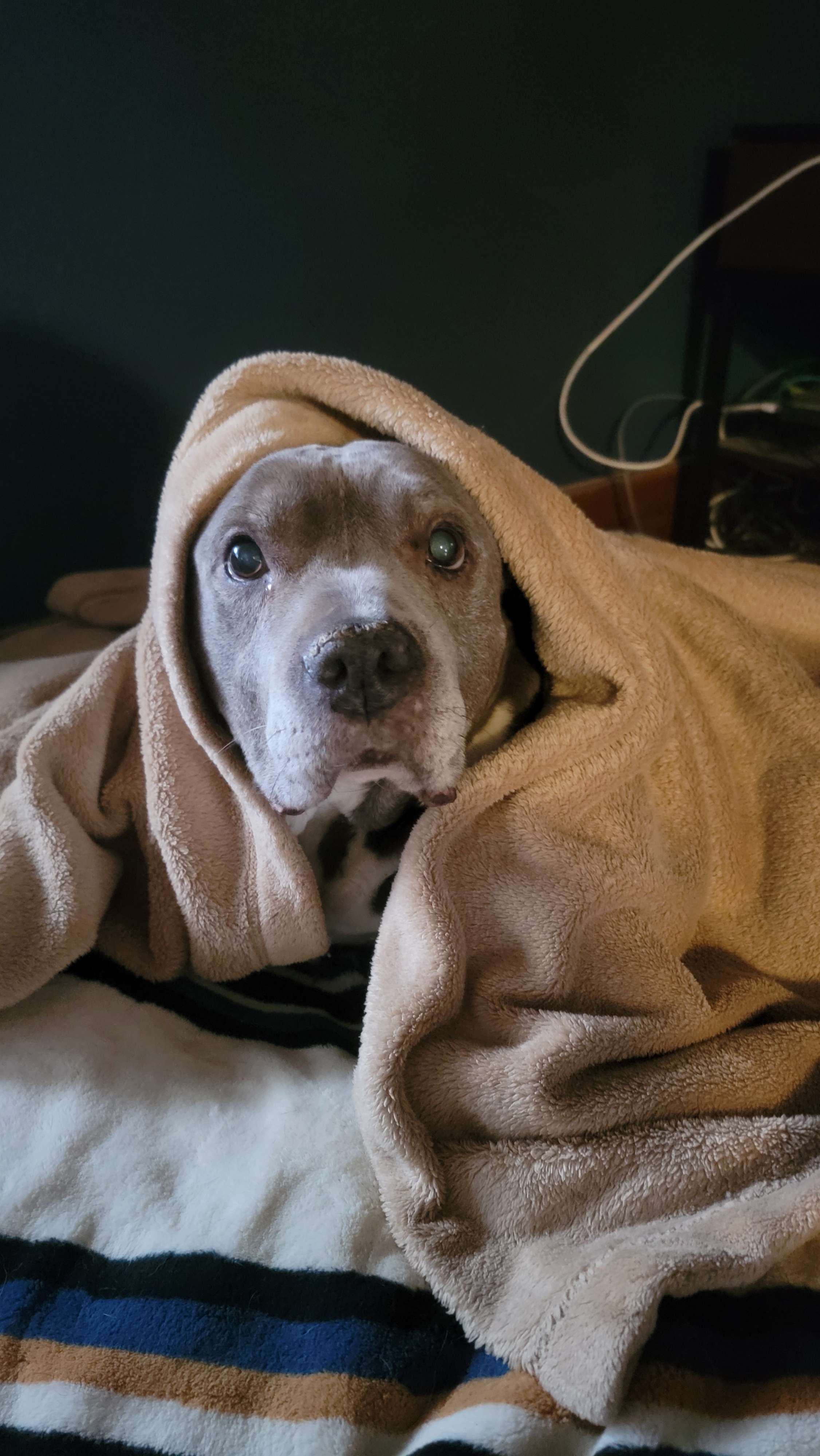 Pit bull wrapped in blanket on bed