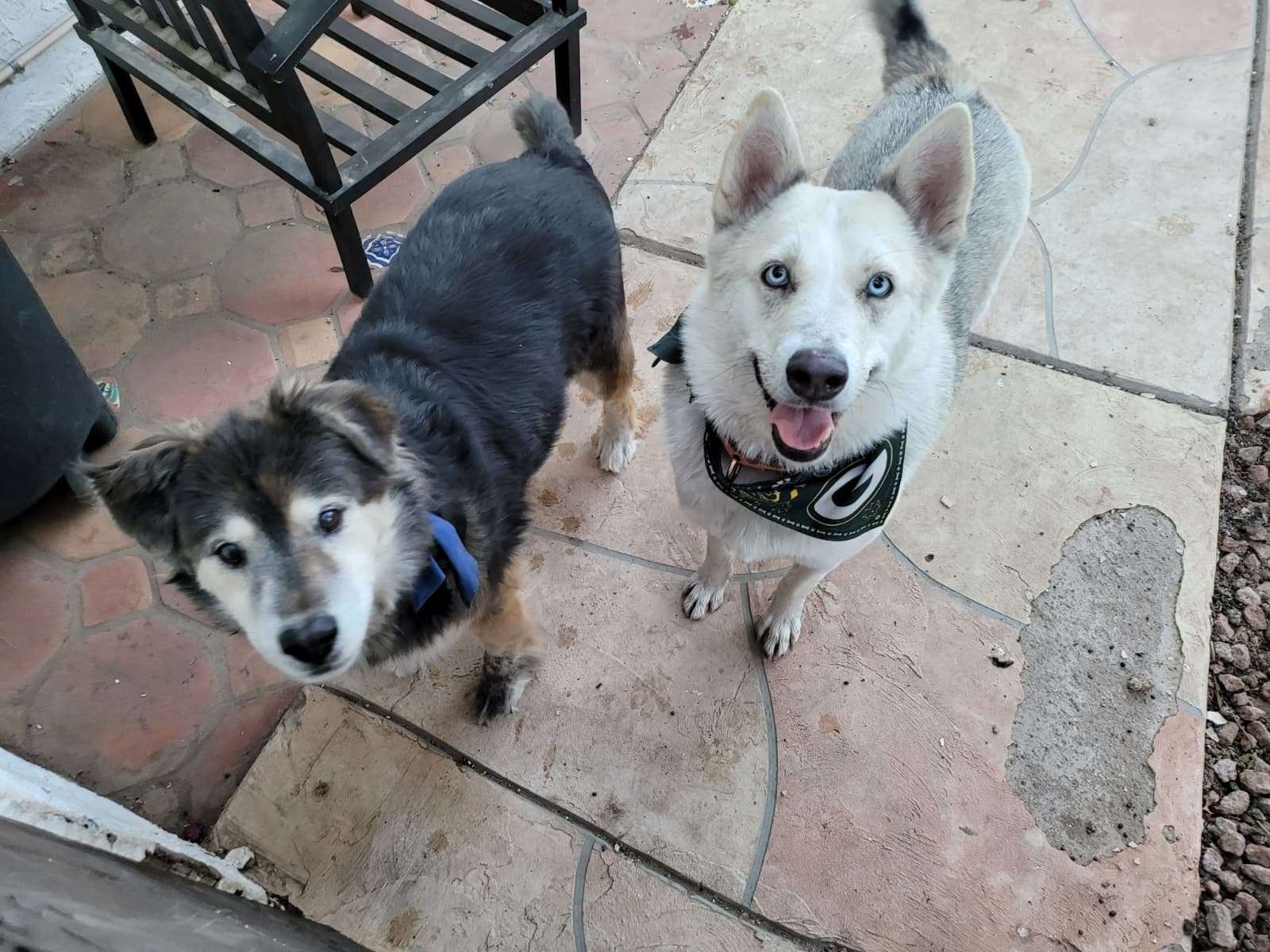Two dogs on patio looking at camera