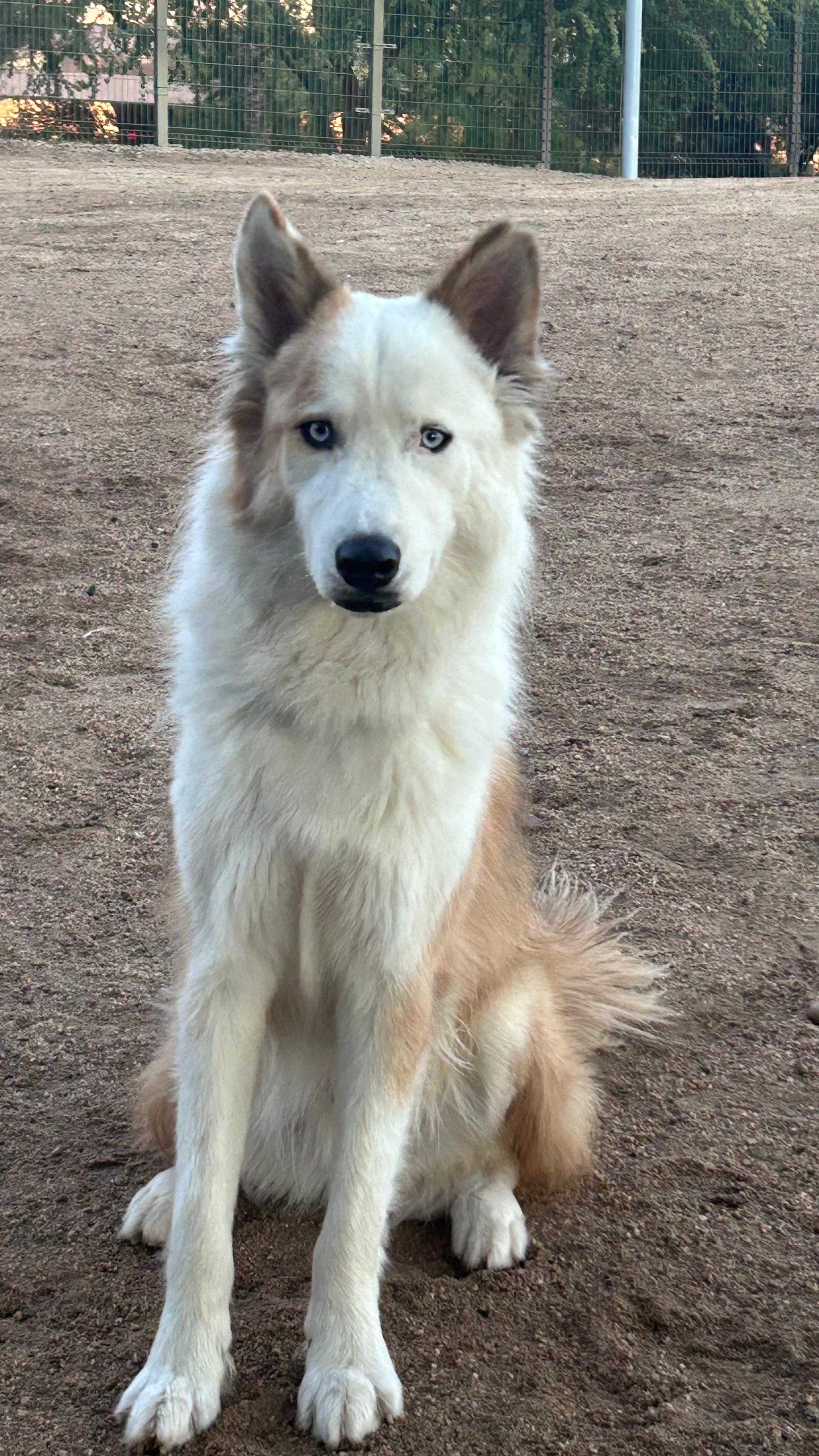 White husky dog