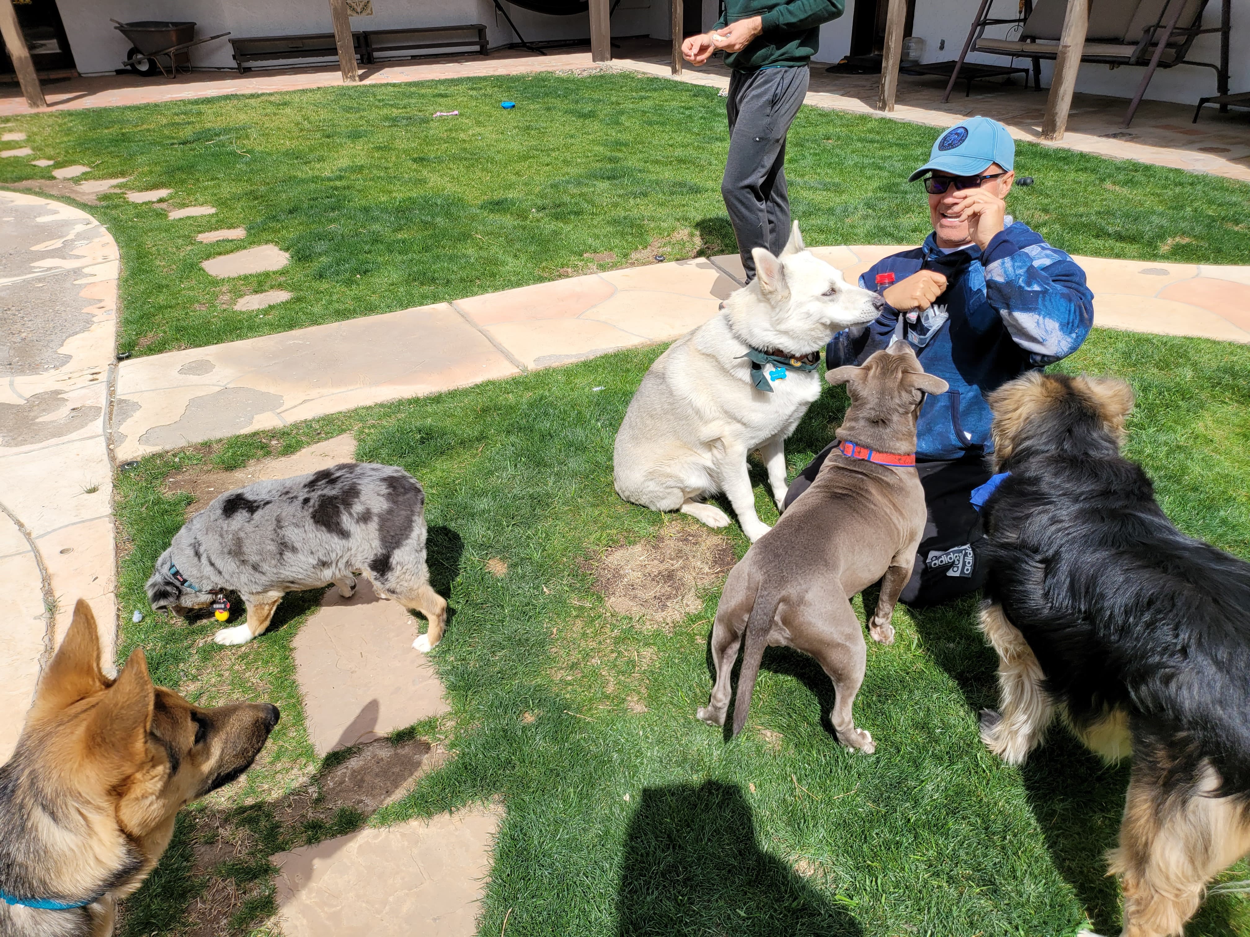 Daniel surrounded by dogs