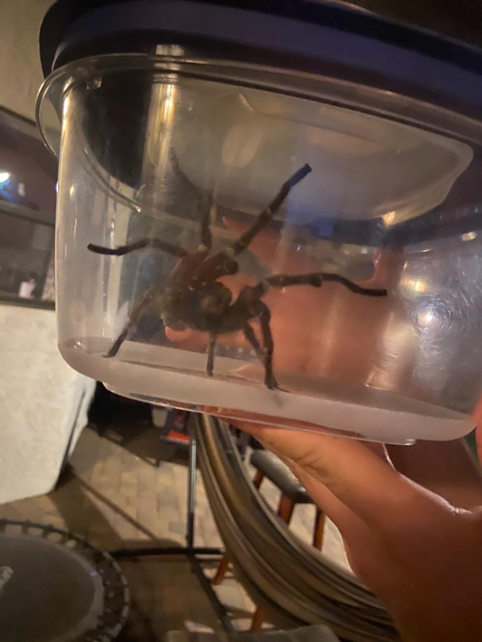 Tarantula in plastic container