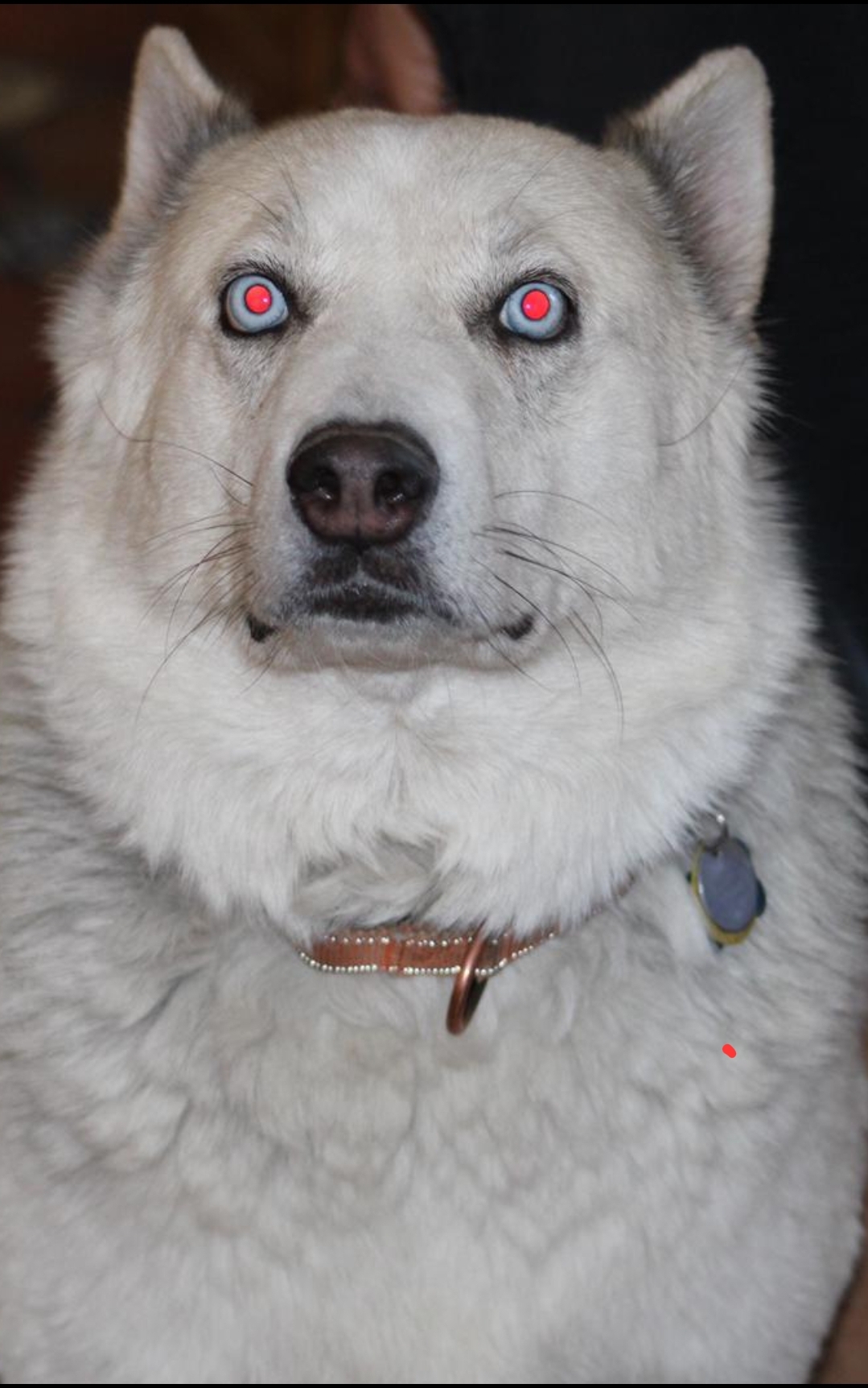 Husky with glowing red eyes